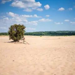 Kobieta w sukience odpoczywa w cieniu samotnego drzewa na Pustyni Błędowskiej.