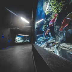 Gdynia atrakcje oceanarium – odkryj fascynujące morskie ekosystemy