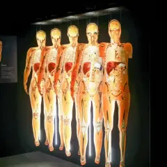 Wystawa Body Worlds Wrocław prezentuje ludzkie ciała w przekroju, ukazując organy i kości.