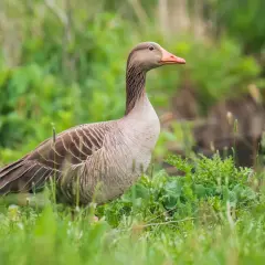 Szara gęś z pomarańczowym dziobem stoi w trawie. Jej pióra są brązowo-szare, a jedna gęsia nóżka jest lekko widoczna.