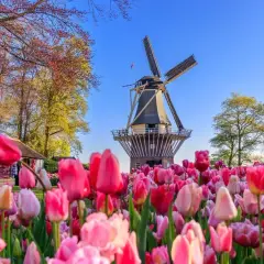 Keukenhof kiedy najlepiej jechać, aby zobaczyć tulipany w pełnym rozkwicie