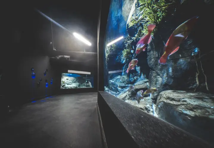 Gdynia atrakcje oceanarium – odkryj fascynujące morskie ekosystemy