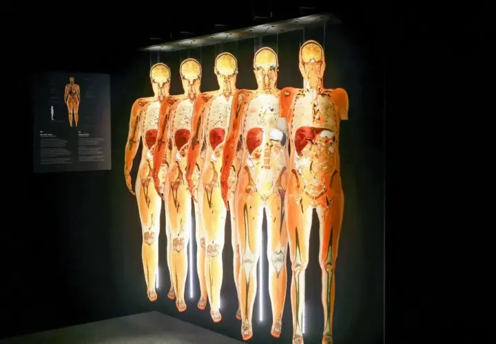 Wystawa Body Worlds Wrocław prezentuje ludzkie ciała w przekroju, ukazując organy i kości.