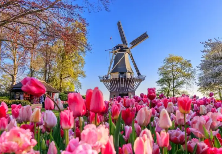 Keukenhof kiedy najlepiej jechać, aby zobaczyć tulipany w pełnym rozkwicie