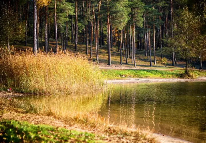 Jesienne słońce odbija się w wodzie, złocąc trzciny nad jeziorem. W tle las, jakby z obrazów z piecki bydgoszcz.