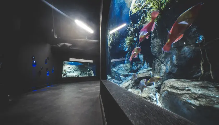 Gdynia atrakcje oceanarium – odkryj fascynujące morskie ekosystemy