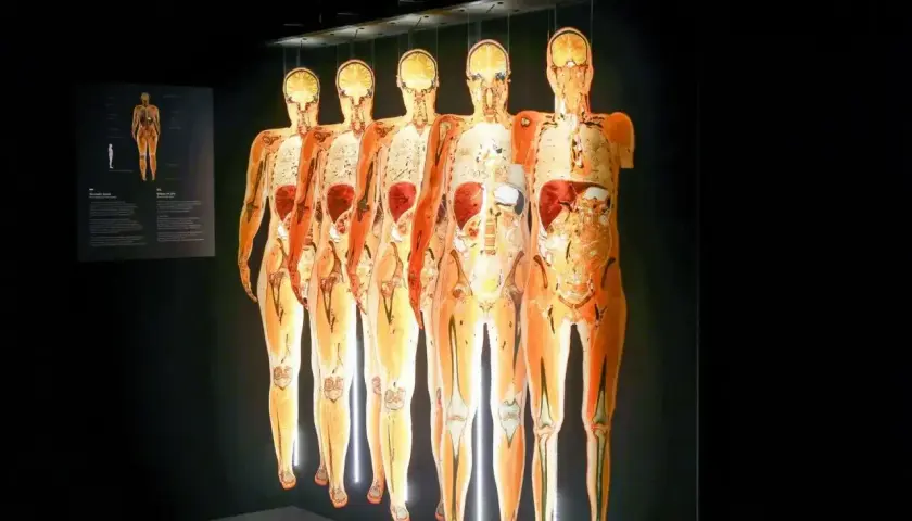 Wystawa Body Worlds Wrocław prezentuje ludzkie ciała w przekroju, ukazując organy i kości.