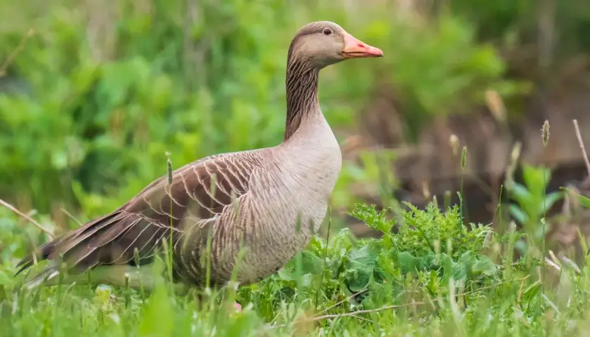 Szara gęś z pomarańczowym dziobem stoi w trawie. Jej pióra są brązowo-szare, a jedna gęsia nóżka jest lekko widoczna.