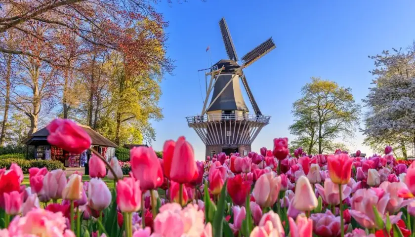 Keukenhof kiedy najlepiej jechać, aby zobaczyć tulipany w pełnym rozkwicie