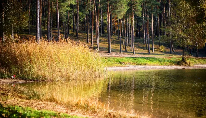 Jesienne słońce odbija się w wodzie, złocąc trzciny nad jeziorem. W tle las, jakby z obrazów z piecki bydgoszcz.