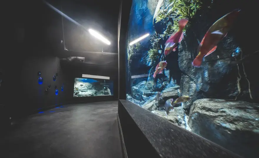 Gdynia atrakcje oceanarium – odkryj fascynujące morskie ekosystemy