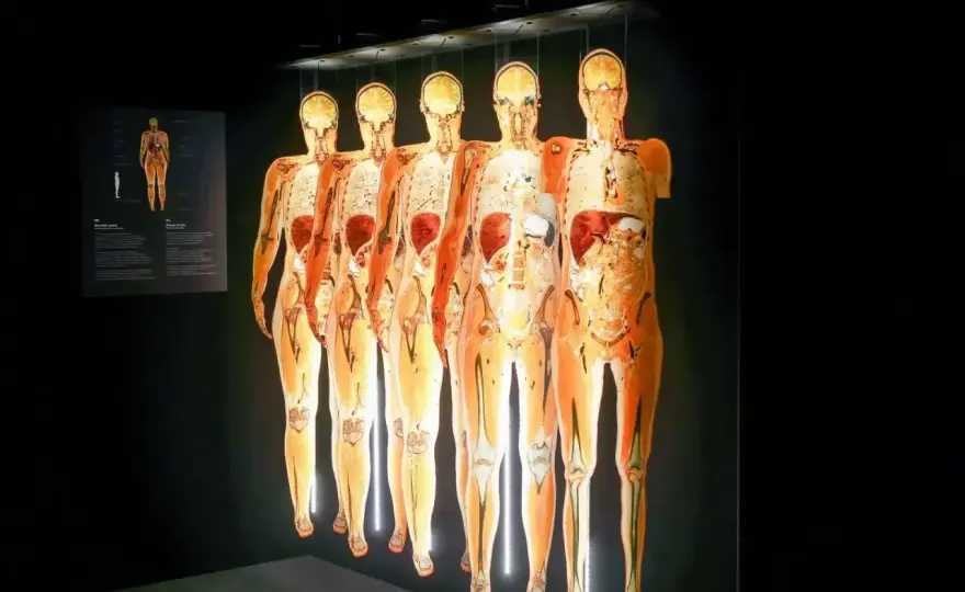 Body Worlds Wrocław - Ceny, godziny, porady. Czy warto?