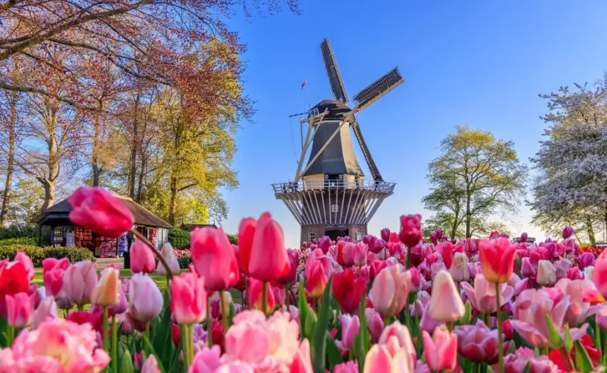 Keukenhof kiedy najlepiej jechać, aby zobaczyć tulipany w pełnym rozkwicie