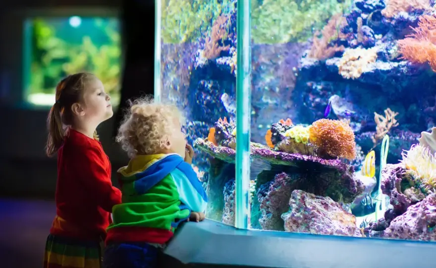 Oceanarium Katowice - Czy istnieje? Sprawdź alternatywy!