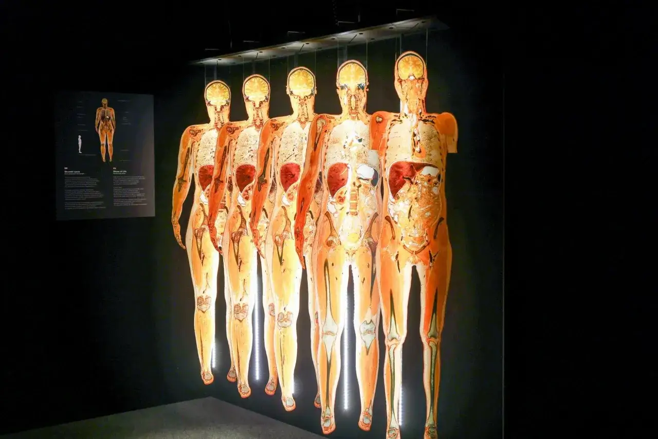 Wystawa Body Worlds Wrocław prezentuje przekroje ludzkich ciał, ukazując organy i kości.