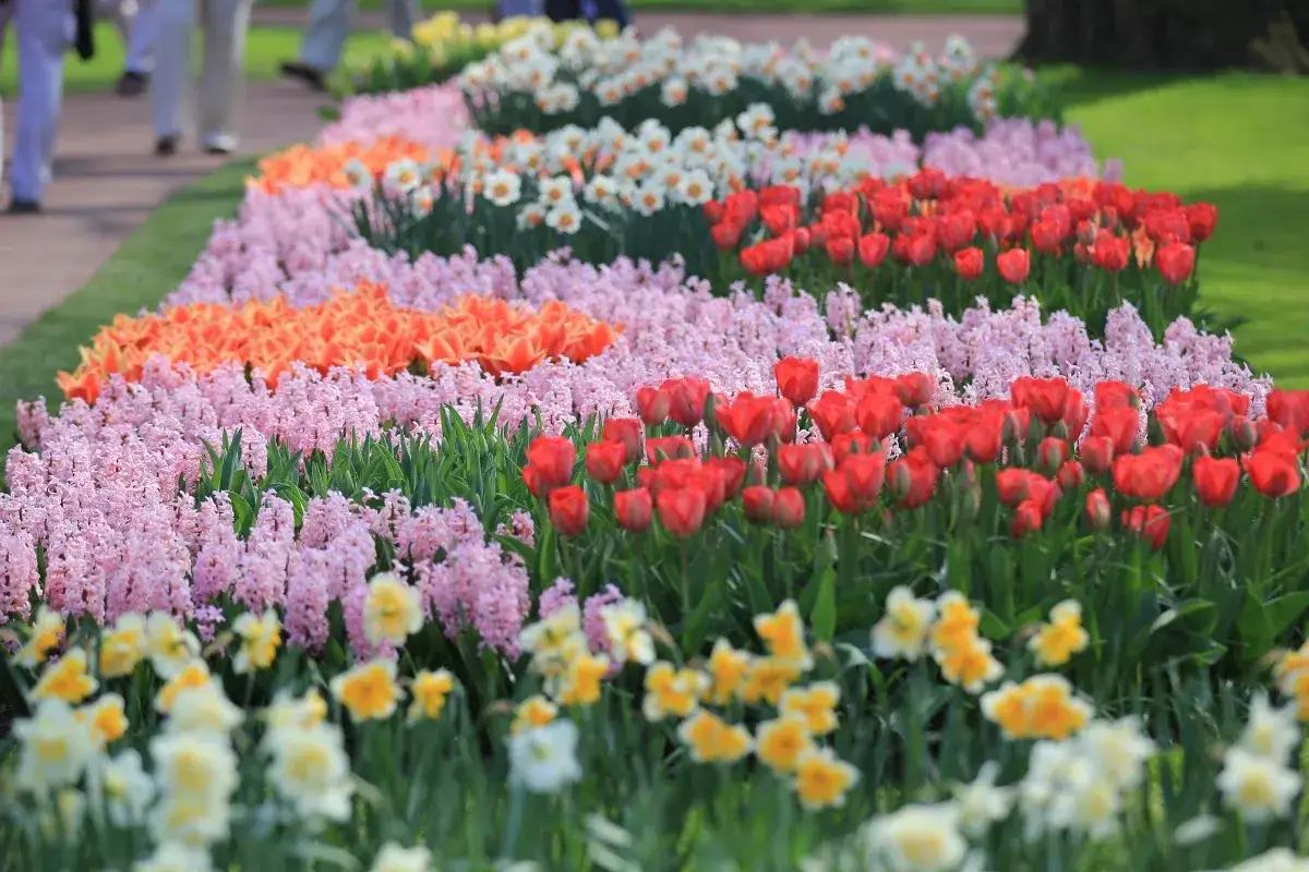 Zdjęcie Keukenhof kiedy najlepiej jechać, aby zobaczyć tulipany w pełnym rozkwicie