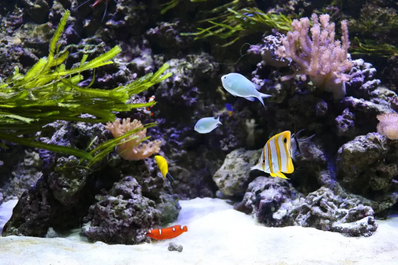 Kolorowe ryby, w tym błazenek i motylnik, pływają wśród koralowców i wodorostów w akwarium w oceanarium Katowice.
